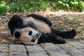 Amazing panda is sleeping on the ground in China