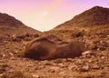 Amazing panorama of the Monastery of St. Catherine, Mount Moses, Sinai Royalty Free Stock Photo