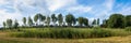 Amazing panoramic view of beautiful green rows of trees at the edge of the field. Rural countryside landscape background. End of Royalty Free Stock Photo