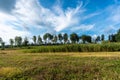 Amazing panoramic view of beautiful green rows of trees at the edge of the field. Rural countryside landscape background. End of Royalty Free Stock Photo