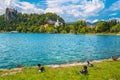 Mallard ducks on the lake shore in Bled, Slovenia