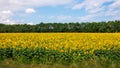 Amazing panoramic view field of sunflowers Royalty Free Stock Photo