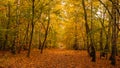 Amazing park of luminous autumnal colors. Royalty Free Stock Photo