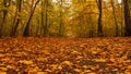 Amazing park of luminous autumnal colors. Royalty Free Stock Photo
