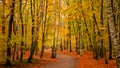 Amazing park of luminous autumnal colors. Royalty Free Stock Photo