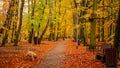 Amazing park of luminous autumnal colors. Royalty Free Stock Photo