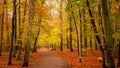 Amazing park of luminous autumnal colors. Royalty Free Stock Photo