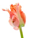 Amazing parrot. Parrot tulip closed flower head isolated on white background. Specialty tulip. Royalty Free Stock Photo