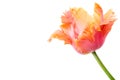 Amazing parrot. Pink and orange parrot tulip flower head isolated on white background. Specialty tulip. Royalty Free Stock Photo