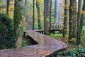 Amazing path in the forest, in Mullerthal in Luxembourg Royalty Free Stock Photo