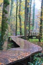 Amazing path in the forest, in Mullerthal in Luxembourg Royalty Free Stock Photo