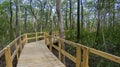 Pathway inside mangrove forest