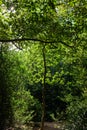 Amazing pathway into nature, hampstead heath Park