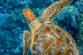 amazing pattern from a green sea turtle swimming over the corals in clear blue water Royalty Free Stock Photo