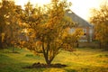 Amazing pear tree in the sunny autumn garden. Autumnal rural landscape Royalty Free Stock Photo