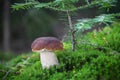 Amazing penny bun mushroom in moss