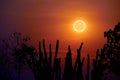 amazing phenomenon total sun eclipse over silhouette cactus and desert tree sunset sky Royalty Free Stock Photo