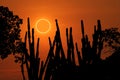 amazing phenomenon total sun eclipse over silhouette cactus and desert tree sunset sky Royalty Free Stock Photo