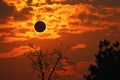 amazing phenomenon total sun eclipse over silhouette cactus and desert tree sunset sky Royalty Free Stock Photo