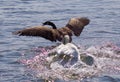 Amazing photo with an angry swan attacking a Canada goose Royalty Free Stock Photo