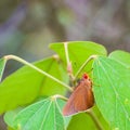 Amazing photo of beautiful butterfly common redeye matapa aria sitting on green leaf.