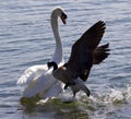 Amazing photo of the Canada goose attacking the swan Royalty Free Stock Photo