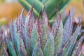 Amazing photo of the spikes of a colorful cactus