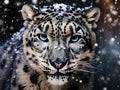 Amazing photograph of stalking snow leopard Royalty Free Stock Photo