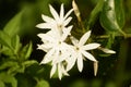 Amazing photograph of white wild flowers