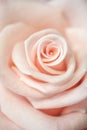 Amazing photography rose close-up pink