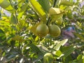 Amazing pic of lemon tree the pure nature Royalty Free Stock Photo