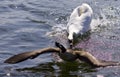 Amazing picture with an angry swan attacking a Canada goose Royalty Free Stock Photo