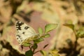 Amazing picture of bath white pontia daplidice    butterfly Royalty Free Stock Photo