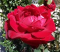 An amazing picture of a beautiful red rose!