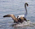 Amazing picture with the Canada goose attacking the swan on the lake Royalty Free Stock Photo