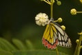 Amazing picture of common jezabel delias eucharis butterfly sucking nector from white flower