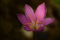 Amazing picture of fresh pink flower