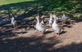 Amazing picture of group of Geese on the side of a lake in wilderness. The image perfectly represents: Goose floating, goose on