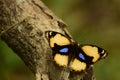 Amazing picture yellow pansy junonia hierta butterfly sitting on tree . .