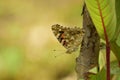 Amazing picture  of  painted lady vanessa cardui butterfly . Royalty Free Stock Photo