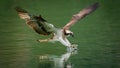 Amazing picture of an osprey or sea hawk hunting a fish from the water