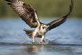 An amazing picture of an osprey or sea hawk trying to hunt