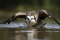 An amazing picture of an osprey or sea hawk trying to hunt