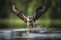 An amazing picture of an osprey or sea hawk trying to hunt