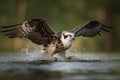 An amazing picture of an osprey or sea hawk trying to hunt