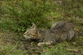 Amazing picture of semi wild cat sitting on green grass ground