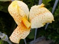 An amazing picture of a wonderful yellow flower with litlle red spots! Dark leaves beyond it!