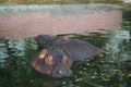 Amazing pictures of huge hippopotamus relaxing in water body