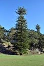 An amazing pine tree in The Royal Garden in city centre in Sydney Royalty Free Stock Photo