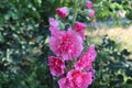 An amazing pink flower grew on a flower bed.